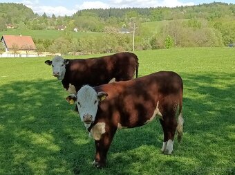 Jalovice Hereford - 3