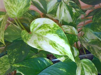 Epipremnum aureum - Scindapsus aureus - zakořeněné řízky - 3