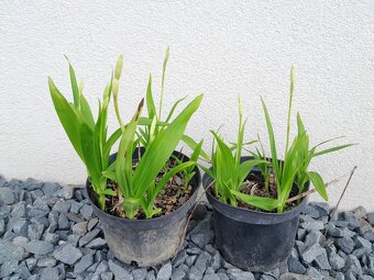 Zahradní orchidej - 3