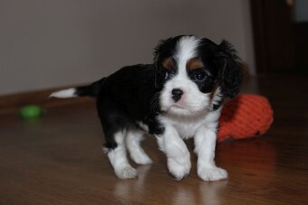 Szczeniaki pieski Cavalier King Charles Spaniel ZKwP FCI - 3