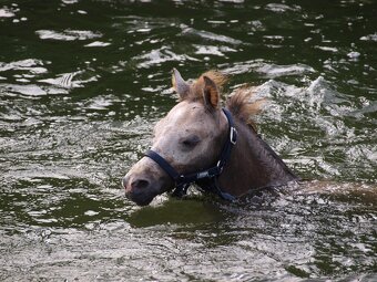 prodej ročního hřebečka Welsh pony, sekce B - 3