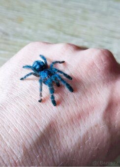 Caribena(Avicularia )versicolor - 3