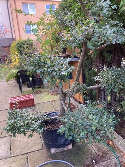 Solitéra, strom stromek, jilm, bonsaji - 3