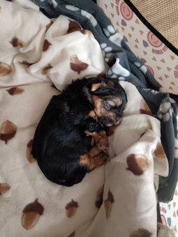 Jorkšírský teriér -štenátko - 3