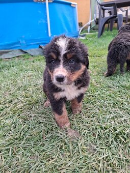 Bernský salašnícky pes šteniatka - 3