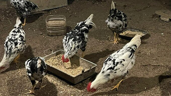 Kohouti vlaška exchequer - 3