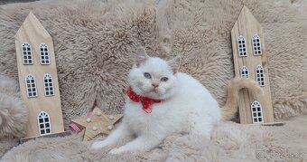 Britská koťata - 3