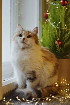 Sibiřská kočka s PP - 3