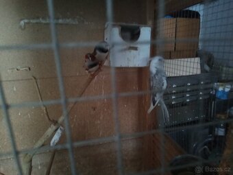 Korela chocholata - 3