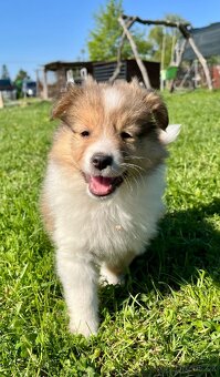 Štěňátka Sheltie/Šeltie bez PP - 3