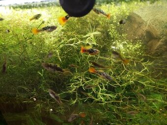 xiphophorus variatus La Laguna - 3