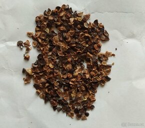 Kosatec sibiřský - Iris siberica 350 semen 50 Kč - 3