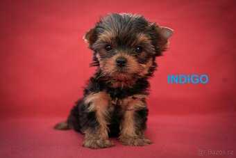 Yorkshire terrier - štěňátka s PP - 3