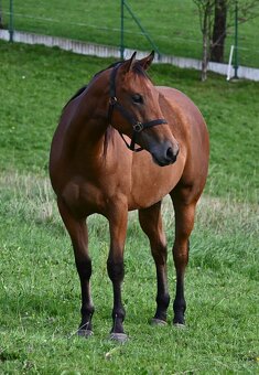 Paint horse valášek - 3