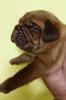 Bordeauxská doga, Dogue de Bordeaux, štěňata - 3