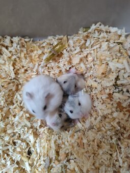 Křeček džungarský - 3