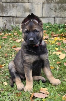 Prodám štěňata německých ovčáků s PP (FCI) - 3