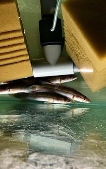 Hoplarchus psittacus,Dicrossus maculatus - 3