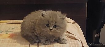 Prodám Britská Modrá koťátka bez PP - 3