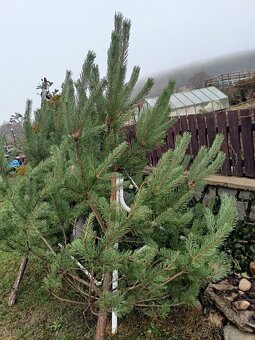 Prodám vánoční stromky - 3