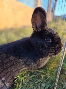 Vídeňský černý - 3