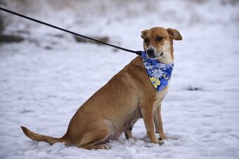 Reica hledá domov - 3