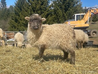 Jehňata na výpas - 3