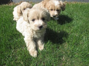 Maltipoo - 3