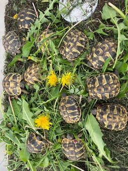 Želva zelenavá - Testudo hermanni - 3
