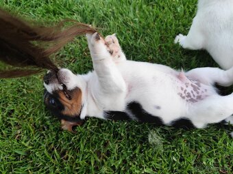 Jack Russell teriér , Jrt - 3