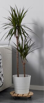 ROSTLINA DRACAENA MARGINATA - 3