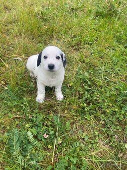 Jorkšírský teriér x Jack Russel bez pp - 3