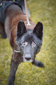 Rex - x Německý ovčák, akutní adopce, 12 let - 3