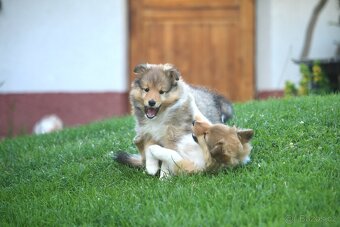 Sheltie - 3
