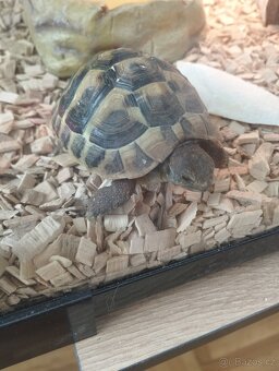 Želva zelenavá 🐢 - 3