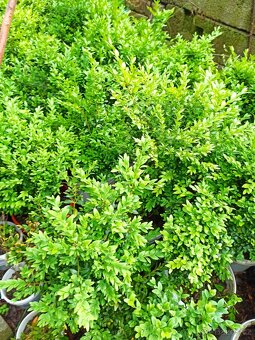 Buxus - 3