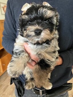 Jorkšírský teriér, Yorkshire terrier - pes s pp - 3