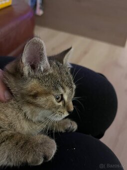 Daruji koťátka - 3