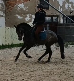 valášek pony B pro náročné - 3