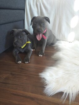 Stafordšírský bulteriér - 3