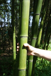 Bambus, mrazuvzdorné bambusy, Bambusy Phyllostachys, Vsetín - 3