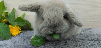 Minilop beránek k rezervaci 🐰 - 3