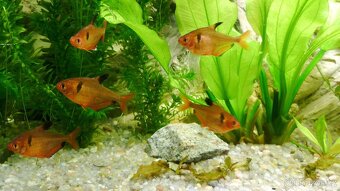 Tetra krvavá - Hyphessobrycon eques - 3