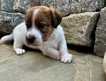 Jack Russell terier - stenata s prukazem puvodu - 3