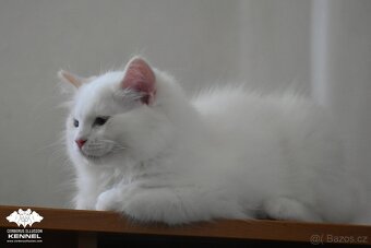 Ragdoll s PP – creme bicolor kocourek na výstavy a chov - 3