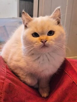 britská koťata bez PP - 3