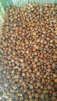 Lískové oříšky - 3