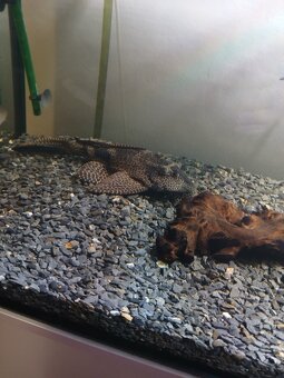 450L akvárium se skříní juwel - 3