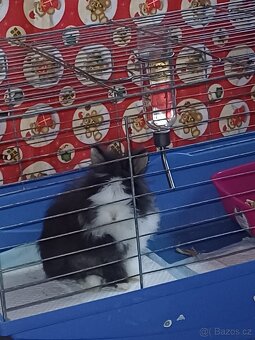 Prodám králíčka teddy samičku - 3