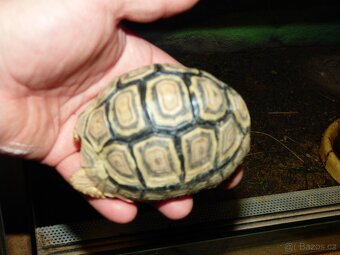 Želva pardálí - 3